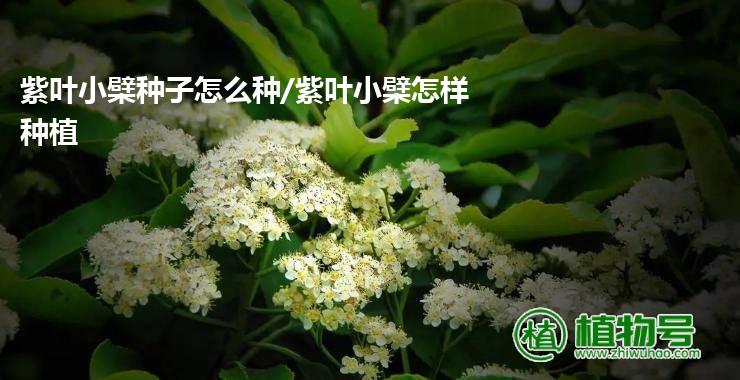 紫叶小檗种子怎么种/紫叶小檗怎样种植