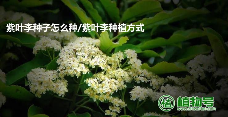 紫叶李种子怎么种/紫叶李种植方式