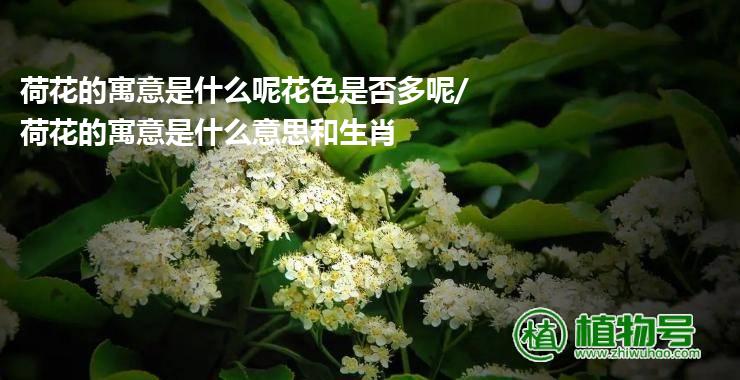 荷花的寓意是什么呢花色是否多呢/荷花的寓意是什么意思和生肖