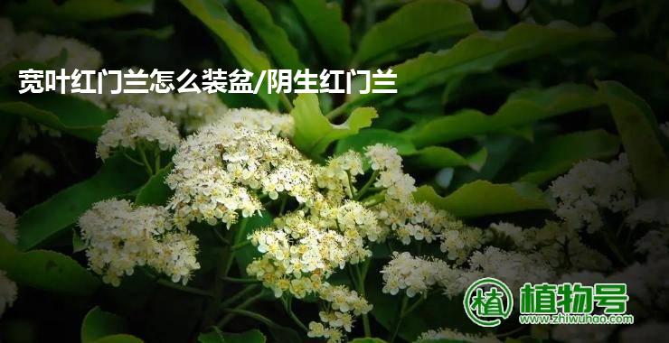 宽叶红门兰怎么装盆/阴生红门兰