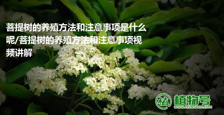 菩提树的养殖方法和注意事项是什么呢/菩提树的养殖方法和注意事项视频讲解