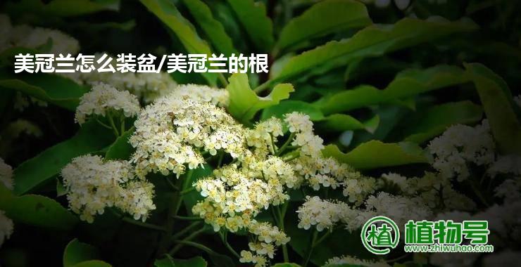 美冠兰怎么装盆/美冠兰的根