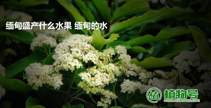 缅甸盛产什么水果 缅甸的水