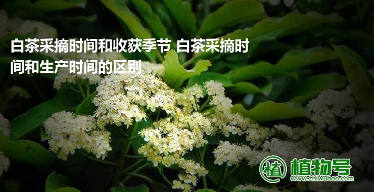 白茶采摘时间和收获季节 白茶采摘时间和生产时间的区别