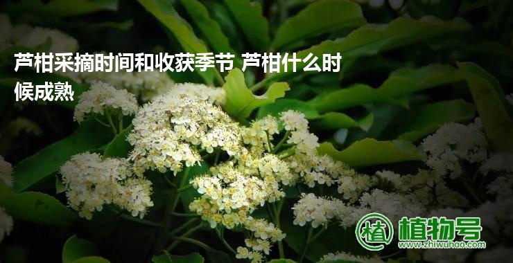 芦柑采摘时间和收获季节 芦柑什么时候成熟