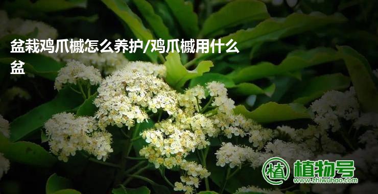 盆栽鸡爪槭怎么养护/鸡爪槭用什么盆