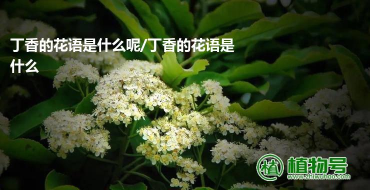 丁香的花语是什么呢/丁香的花语是什么