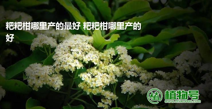 粑粑柑哪里产的最好 粑粑柑哪里产的好