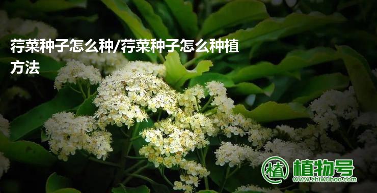 荇菜种子怎么种/荇菜种子怎么种植方法