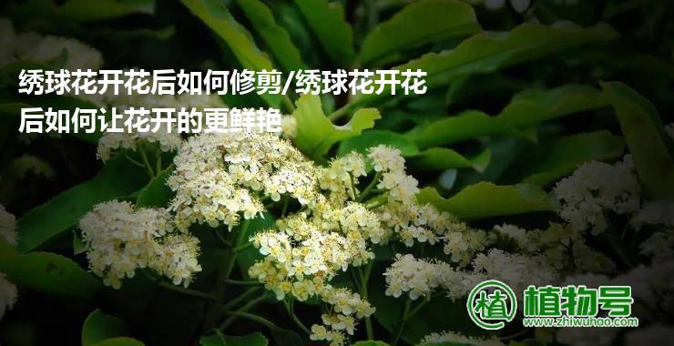 绣球花开花后如何修剪/绣球花开花后如何让花开的更鲜艳