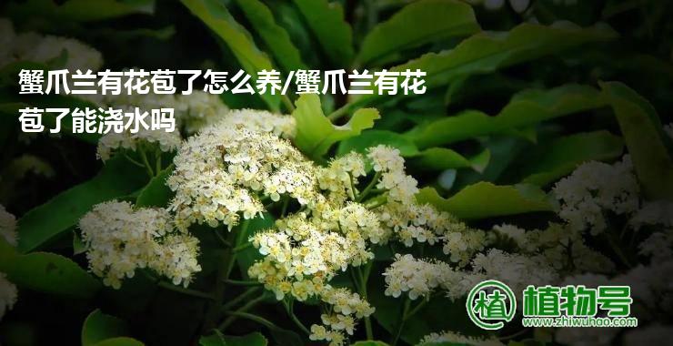 蟹爪兰有花苞了怎么养/蟹爪兰有花苞了能浇水吗