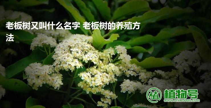 老板树又叫什么名字 老板树的养殖方法