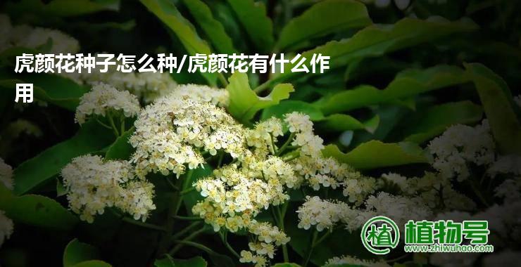 虎颜花种子怎么种/虎颜花有什么作用