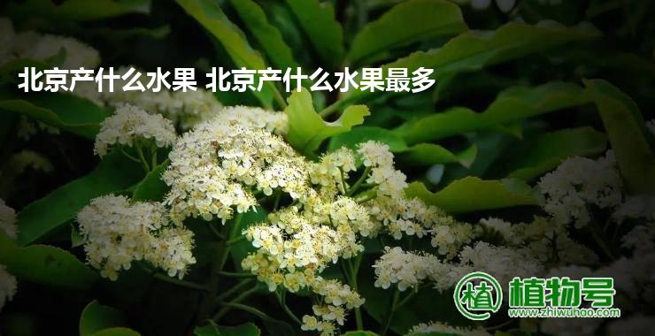 北京产什么水果 北京产什么水果最多