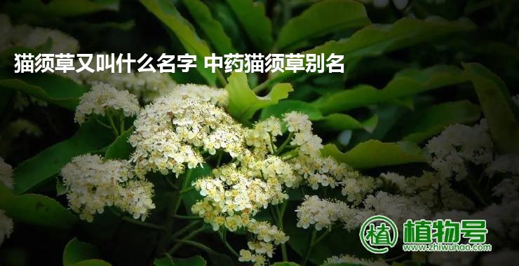 猫须草又叫什么名字 中药猫须草别名