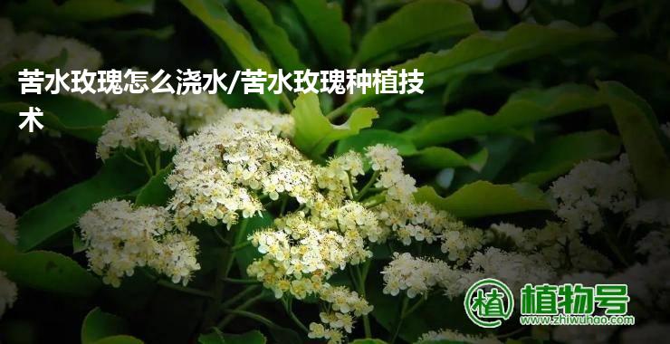 苦水玫瑰怎么浇水/苦水玫瑰种植技术