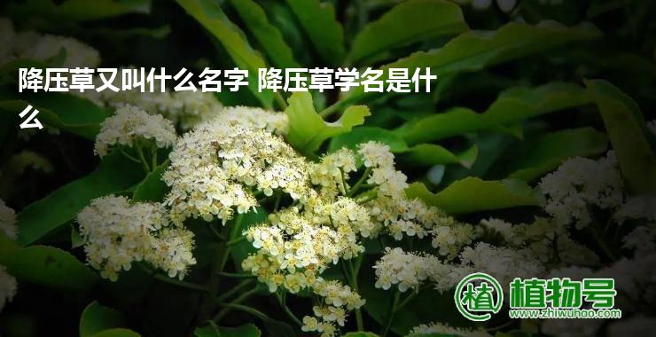 降压草又叫什么名字 降压草学名是什么