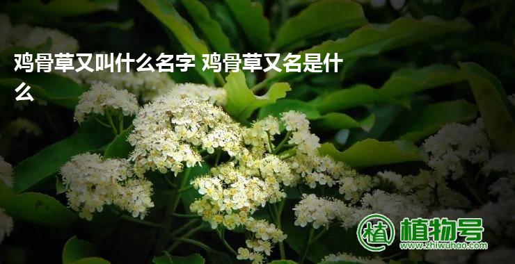 鸡骨草又叫什么名字 鸡骨草又名是什么