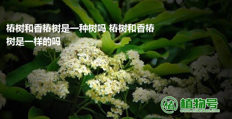 椿树和香椿树是一种树吗 椿树和香椿树是一样的吗