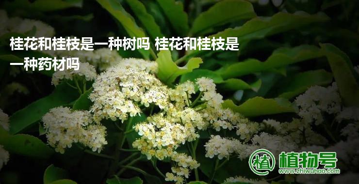 桂花和桂枝是一种树吗 桂花和桂枝是一种药材吗