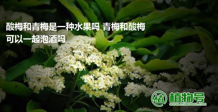 酸梅和青梅是一种水果吗 青梅和酸梅可以一起泡酒吗