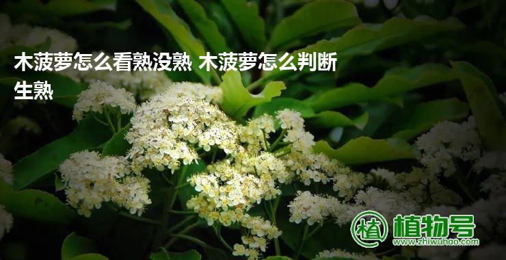 木菠萝怎么看熟没熟 木菠萝怎么判断生熟