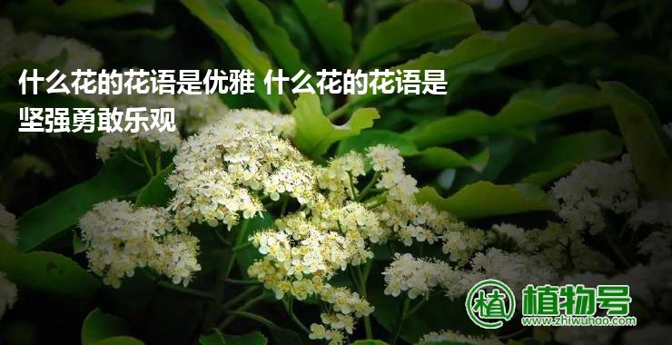 什么花的花语是优雅 什么花的花语是坚强勇敢乐观