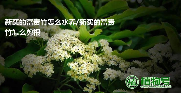 新买的富贵竹怎么水养/新买的富贵竹怎么剪根