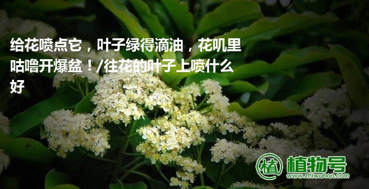 给花喷点它，叶子绿得滴油，花叽里咕噜开爆盆！/往花的叶子上喷什么好