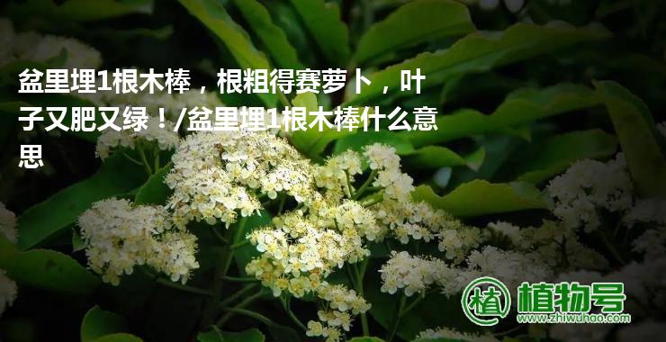 盆里埋1根木棒，根粗得赛萝卜，叶子又肥又绿！/盆里埋1根木棒什么意思