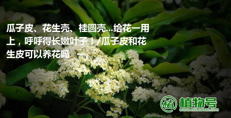 瓜子皮、花生壳、桂圆壳...给花一用上，呼呼得长嫩叶子！/瓜子皮和花生皮可以养花吗