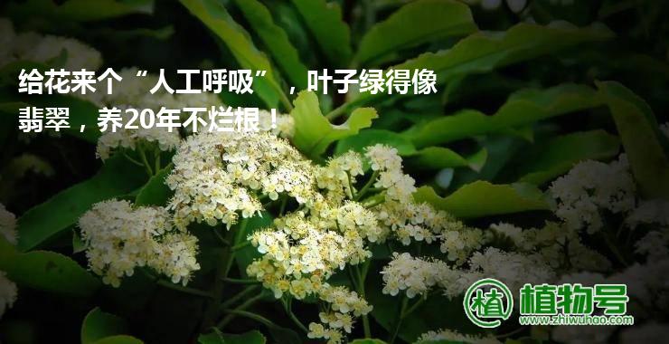 给花来个“人工呼吸”，叶子绿得像翡翠，养20年不烂根！