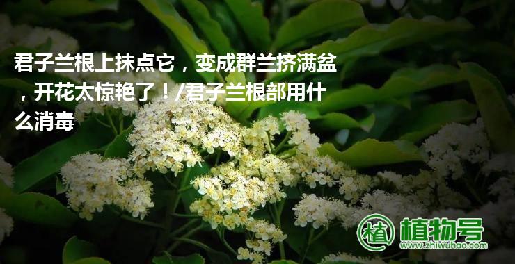 君子兰根上抹点它，变成群兰挤满盆，开花太惊艳了！/君子兰根部用什么消毒