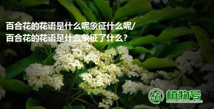 百合花的花语是什么呢象征什么呢/百合花的花语是什么象征了什么?