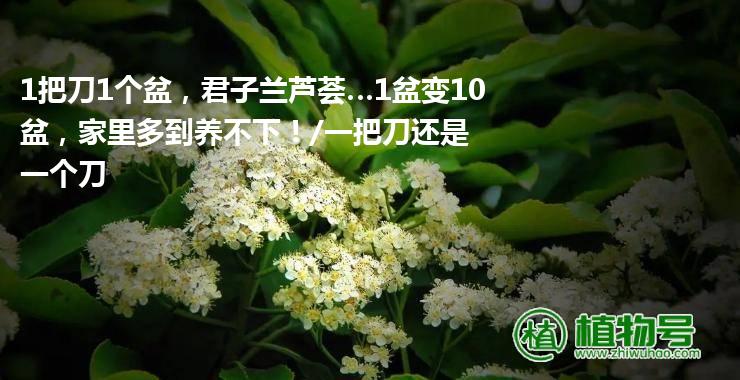 1把刀1个盆，君子兰芦荟…1盆变10盆，家里多到养不下！/一把刀还是一个刀