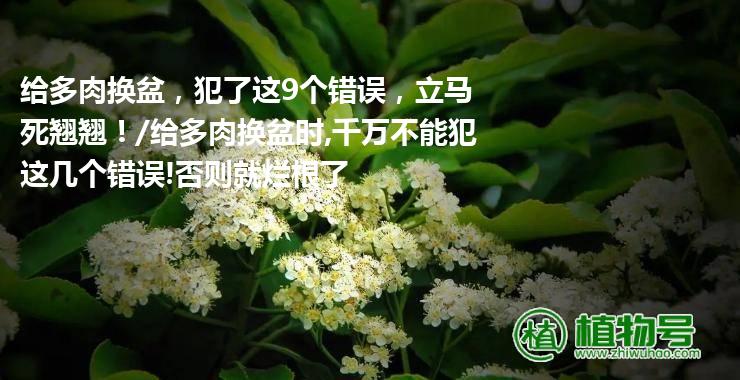 给多肉换盆，犯了这9个错误，立马死翘翘！/给多肉换盆时,千万不能犯这几个错误!否则就烂根了