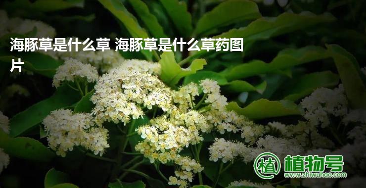 海豚草是什么草 海豚草是什么草药图片