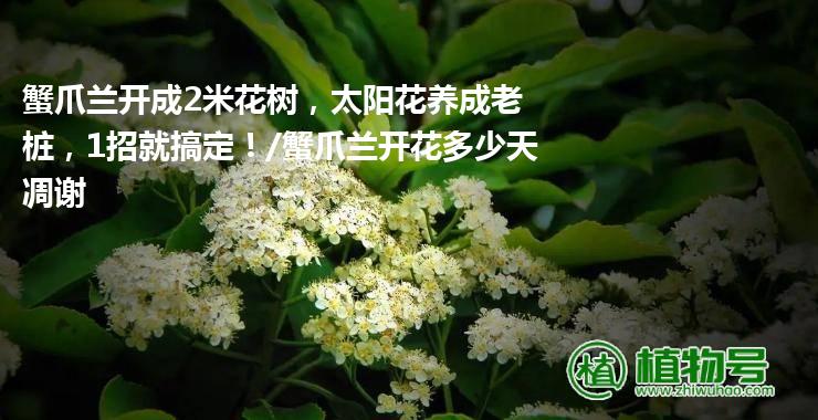 蟹爪兰开成2米花树，太阳花养成老桩，1招就搞定！/蟹爪兰开花多少天凋谢