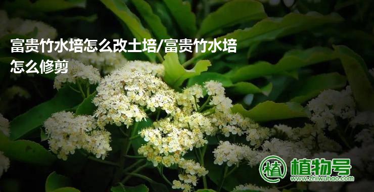 富贵竹水培怎么改土培/富贵竹水培怎么修剪