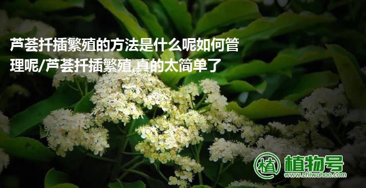 芦荟扦插繁殖的方法是什么呢如何管理呢/芦荟扦插繁殖,真的太简单了