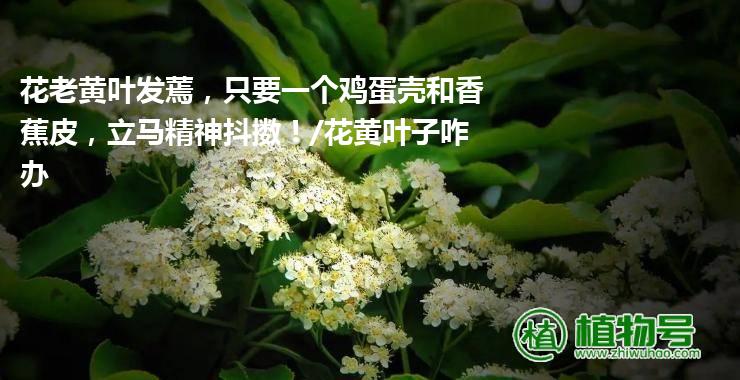 花老黄叶发蔫，只要一个鸡蛋壳和香蕉皮，立马精神抖擞！/花黄叶子咋办