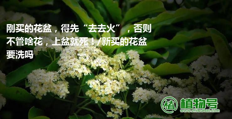 刚买的花盆，得先“去去火”，否则不管啥花，上盆就死！/新买的花盆要洗吗