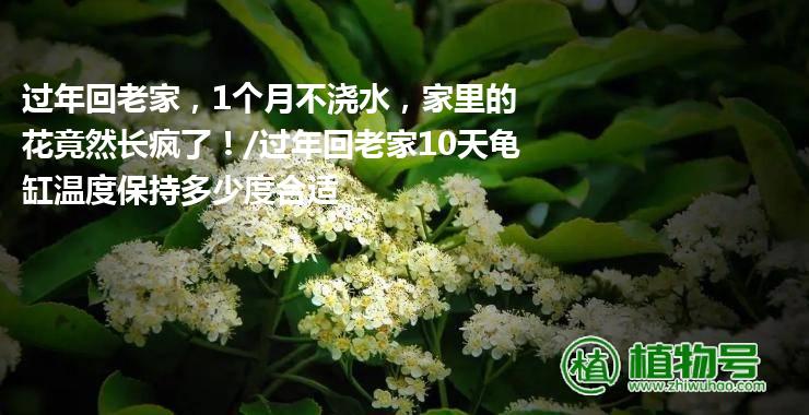 过年回老家，1个月不浇水，家里的花竟然长疯了！/过年回老家10天龟缸温度保持多少度合适