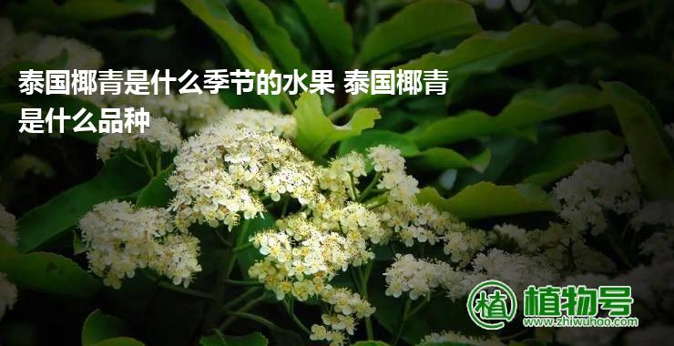 泰国椰青是什么季节的水果 泰国椰青是什么品种