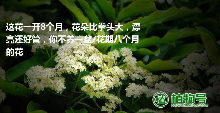 这花一开8个月，花朵比拳头大，漂亮还好管，你不养一盆/花期八个月的花