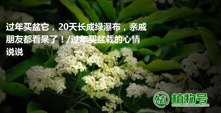 过年买盆它，20天长成绿瀑布，亲戚朋友都看呆了！/过年买盆栽的心情说说