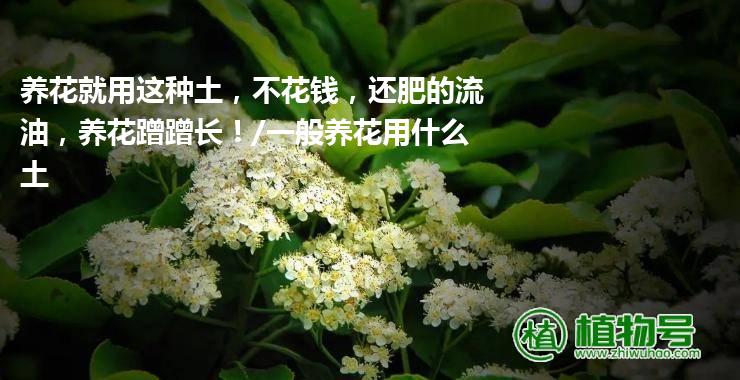 养花就用这种土，不花钱，还肥的流油，养花蹭蹭长！/一般养花用什么土