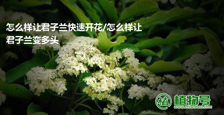 怎么样让君子兰快速开花/怎么样让君子兰变多头