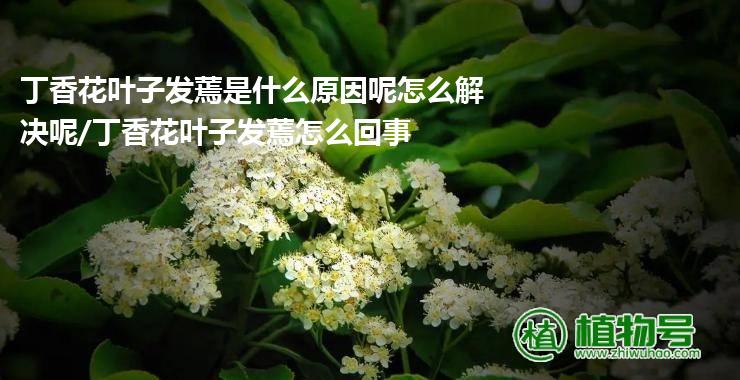 丁香花叶子发蔫是什么原因呢怎么解决呢/丁香花叶子发蔫怎么回事