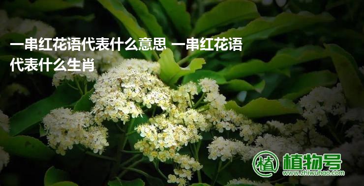 一串红花语代表什么意思 一串红花语代表什么生肖